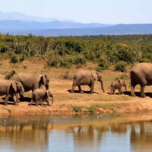 7-Day Kenya Safari:Amboseli-Lake Naivasha- Lake Nakuru-Masai Mara​