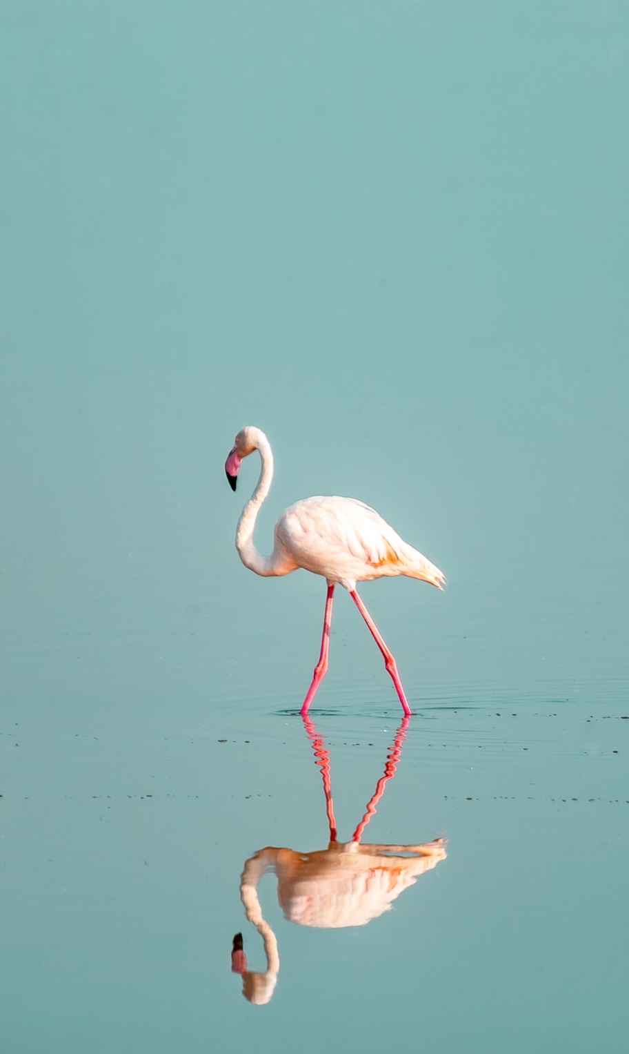 Tsavo West game drive sunrise