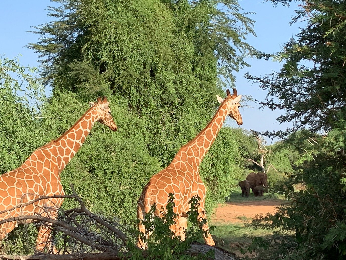 Reticulated giraffe Samburu