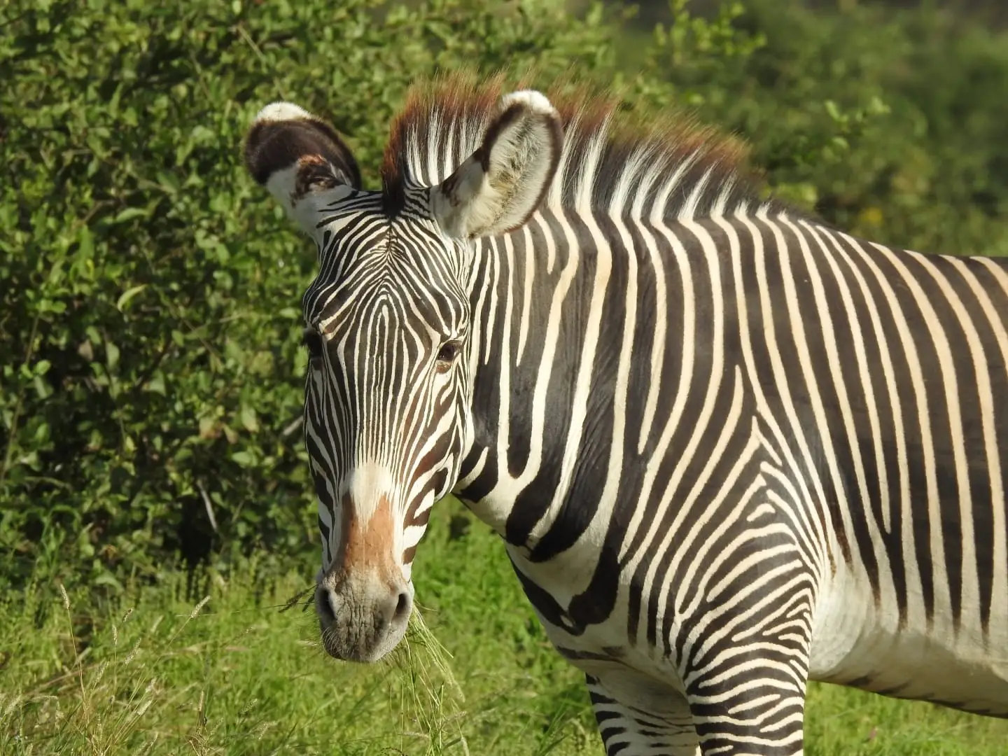 Samburu wildlife landscape