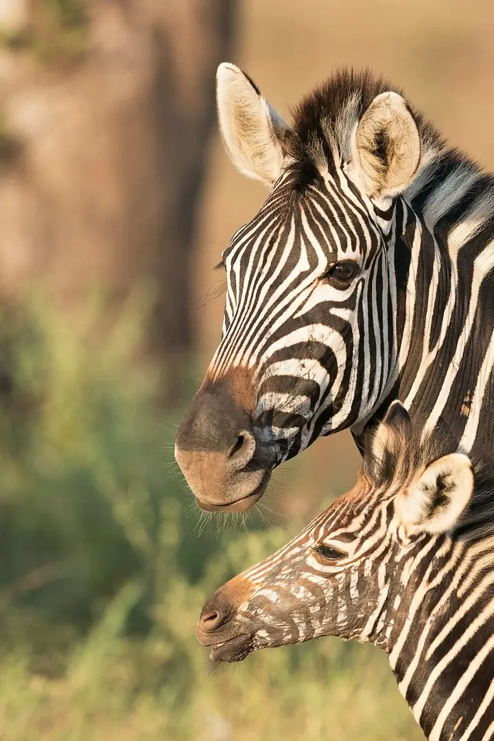 5 Days Amboseli and Mara