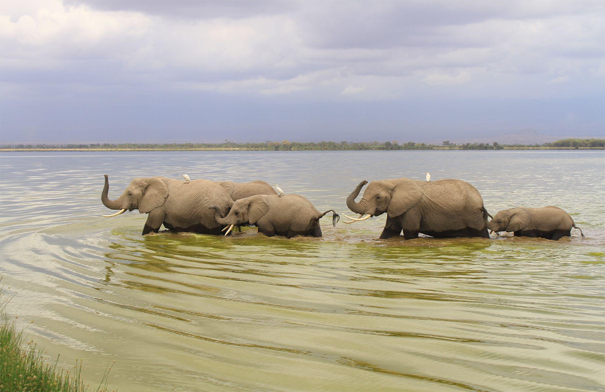Lake Naivasha birds