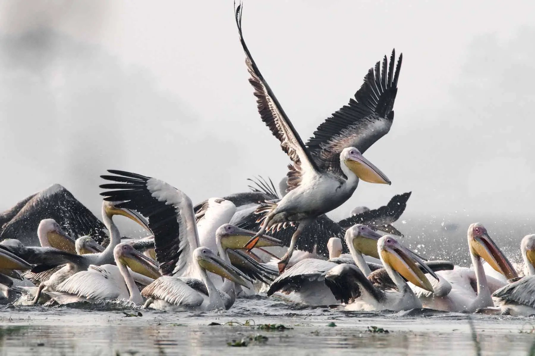 Safari vehicle in the wild