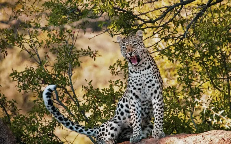 Ol Pejeta style wildlife conservancy