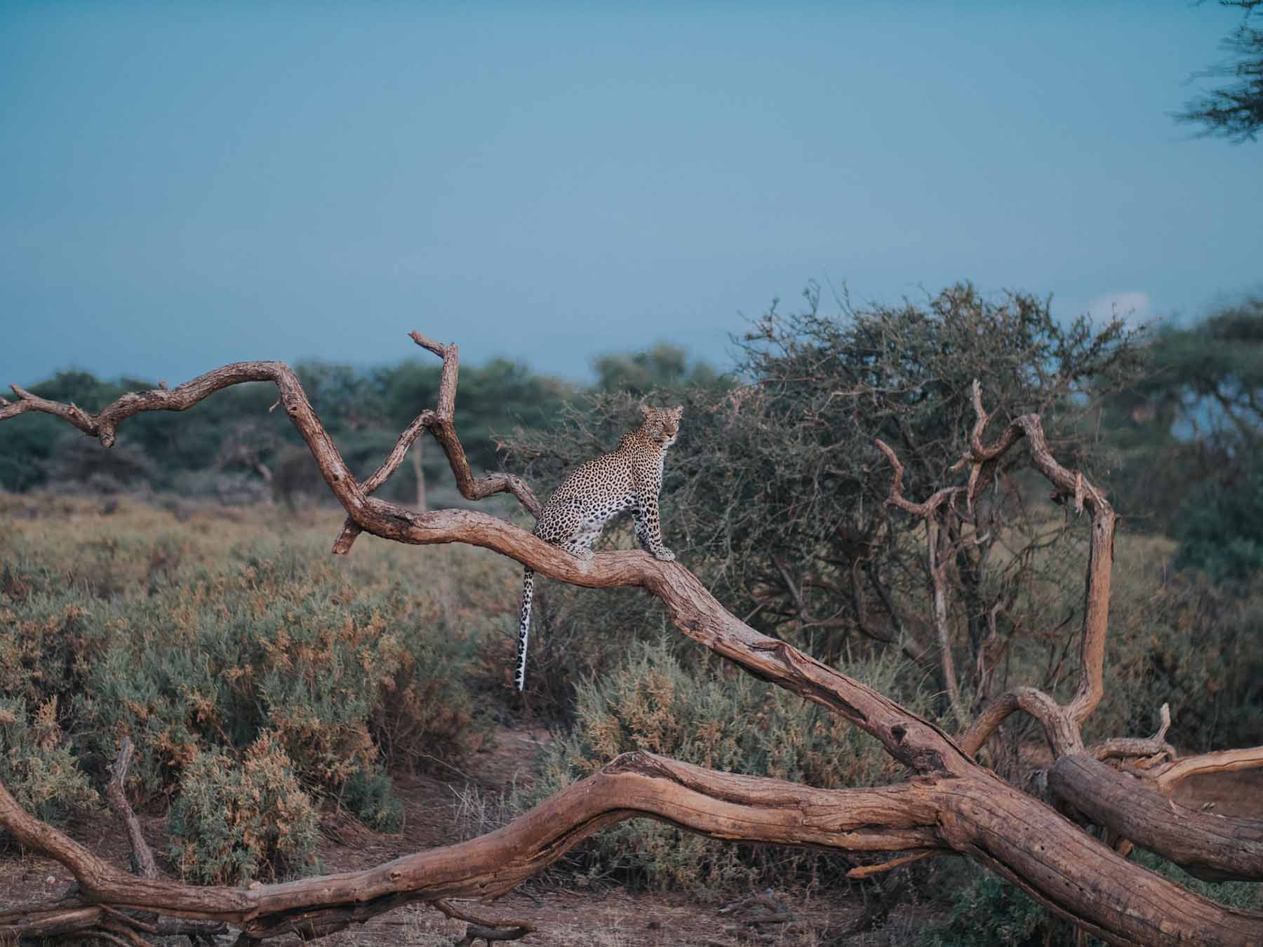 Leopard in Samburu National Reserve