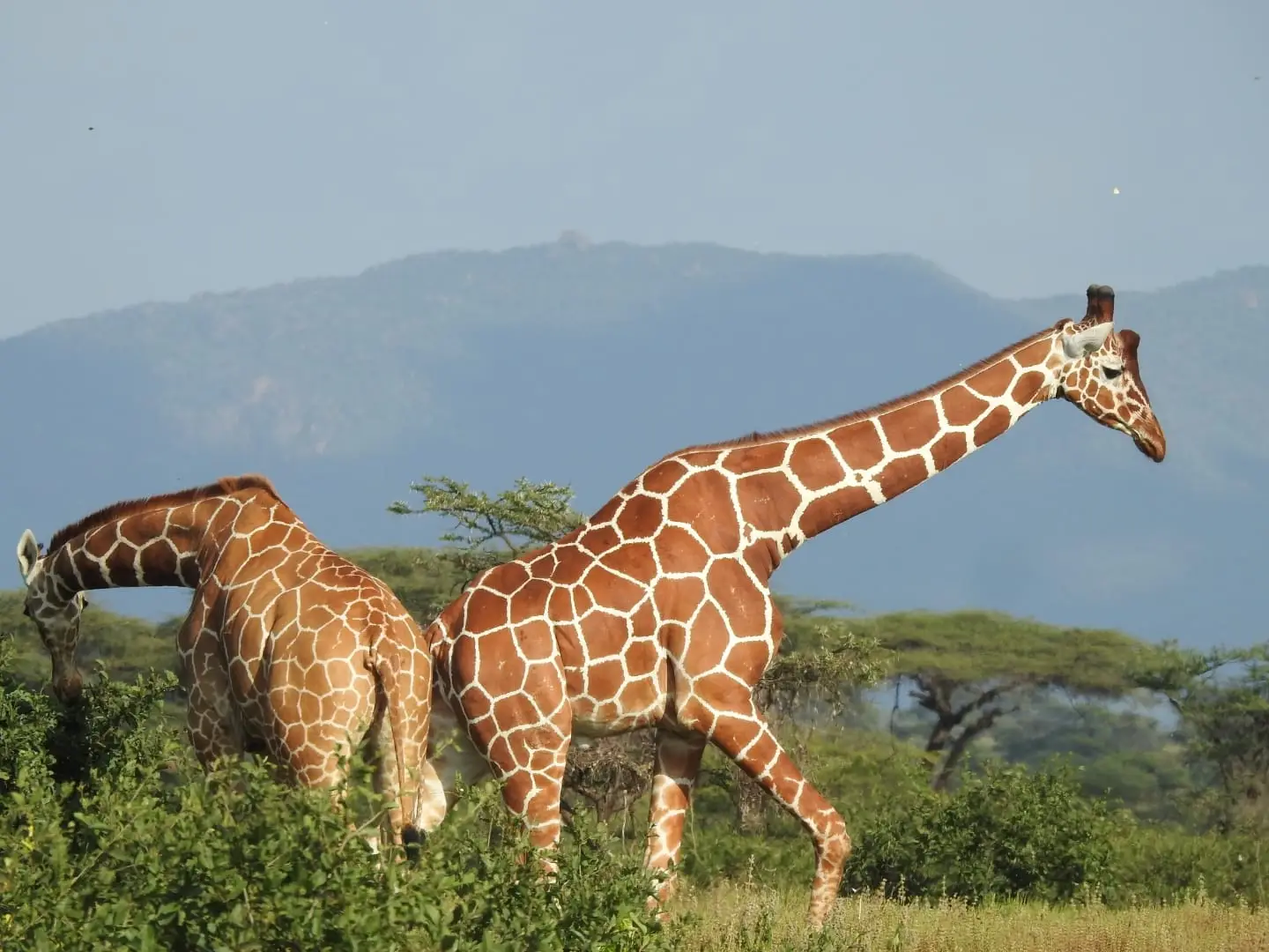 Reticulated giraffe at Ol Pejeta Conservancy