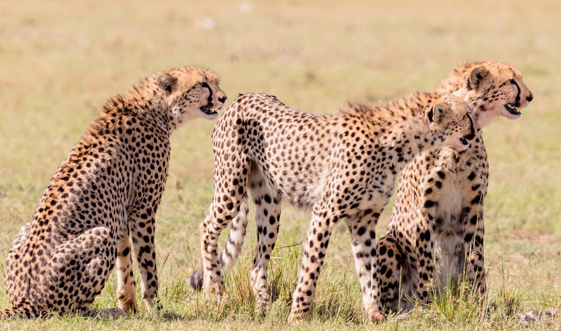 6 Days Tsavo Amboseli Naivasha Mara