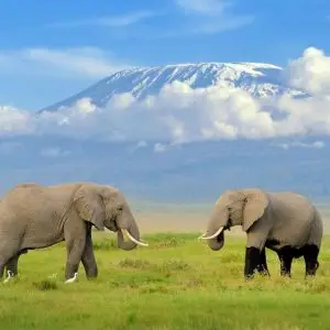 4 Days Amboseli