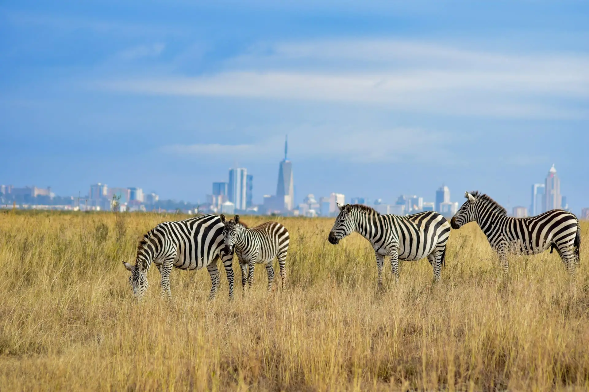 Lions in Nairobi National Park