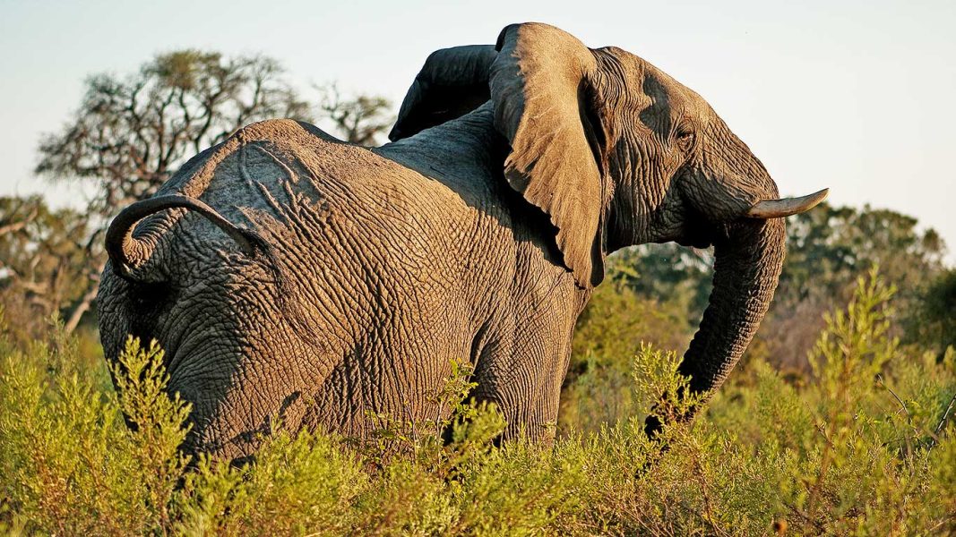 Mount Kilimanjaro attraction Amboseli