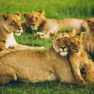  10-Day Kenya Safari: Ol Pejeta – Samburu – Lake Bogoria – Lake Naivasha – Masai Mara