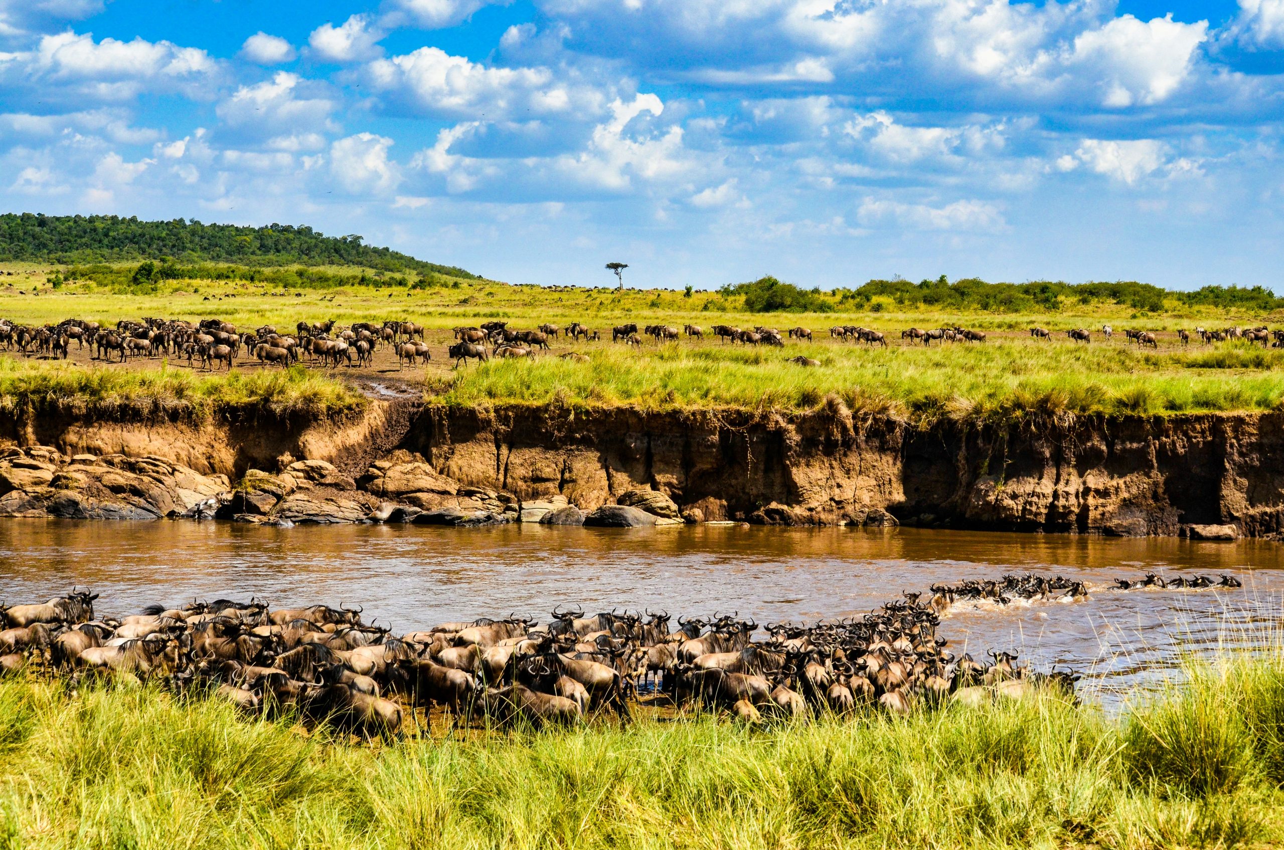 Masai Mara golden plains game drive