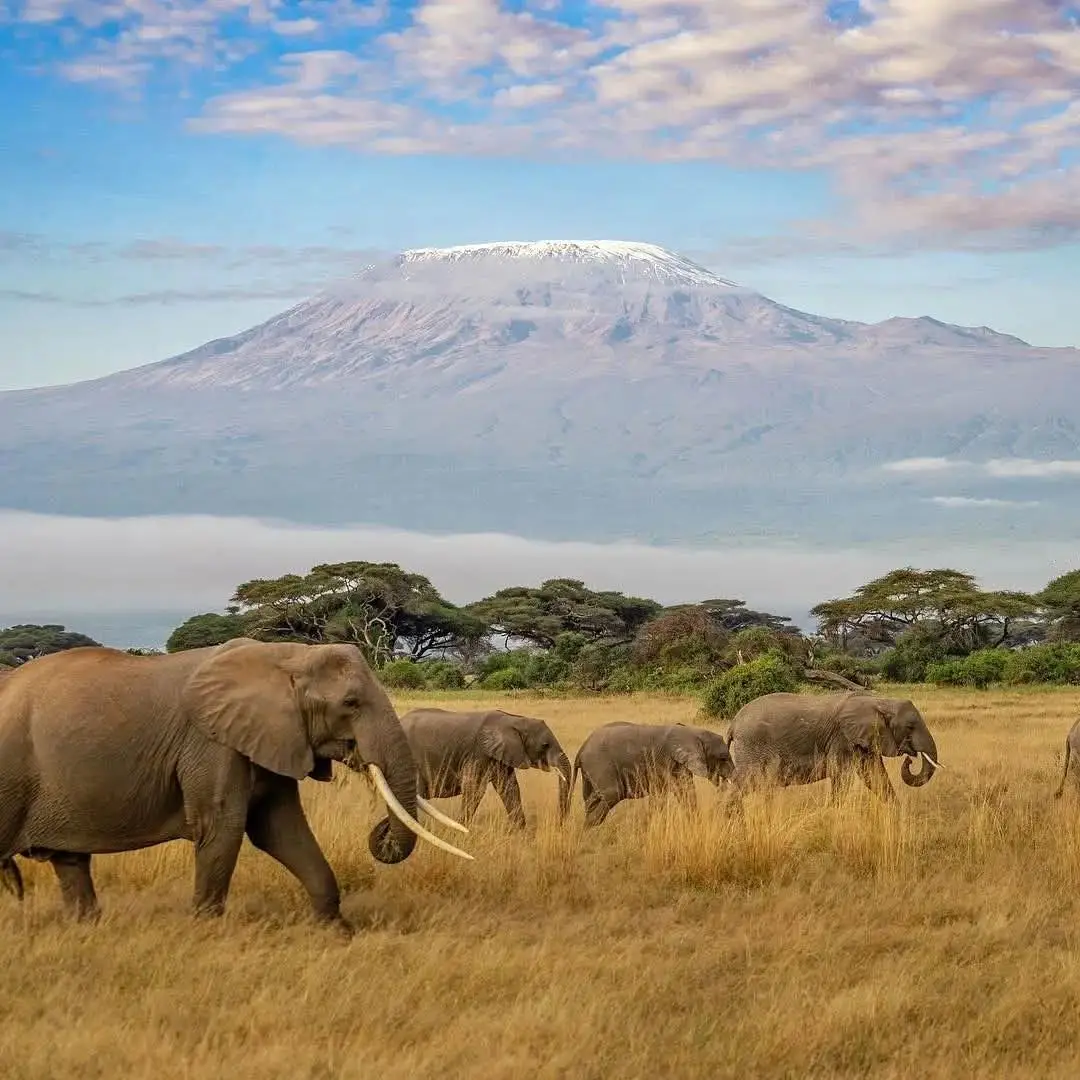 Kenya safari landscape