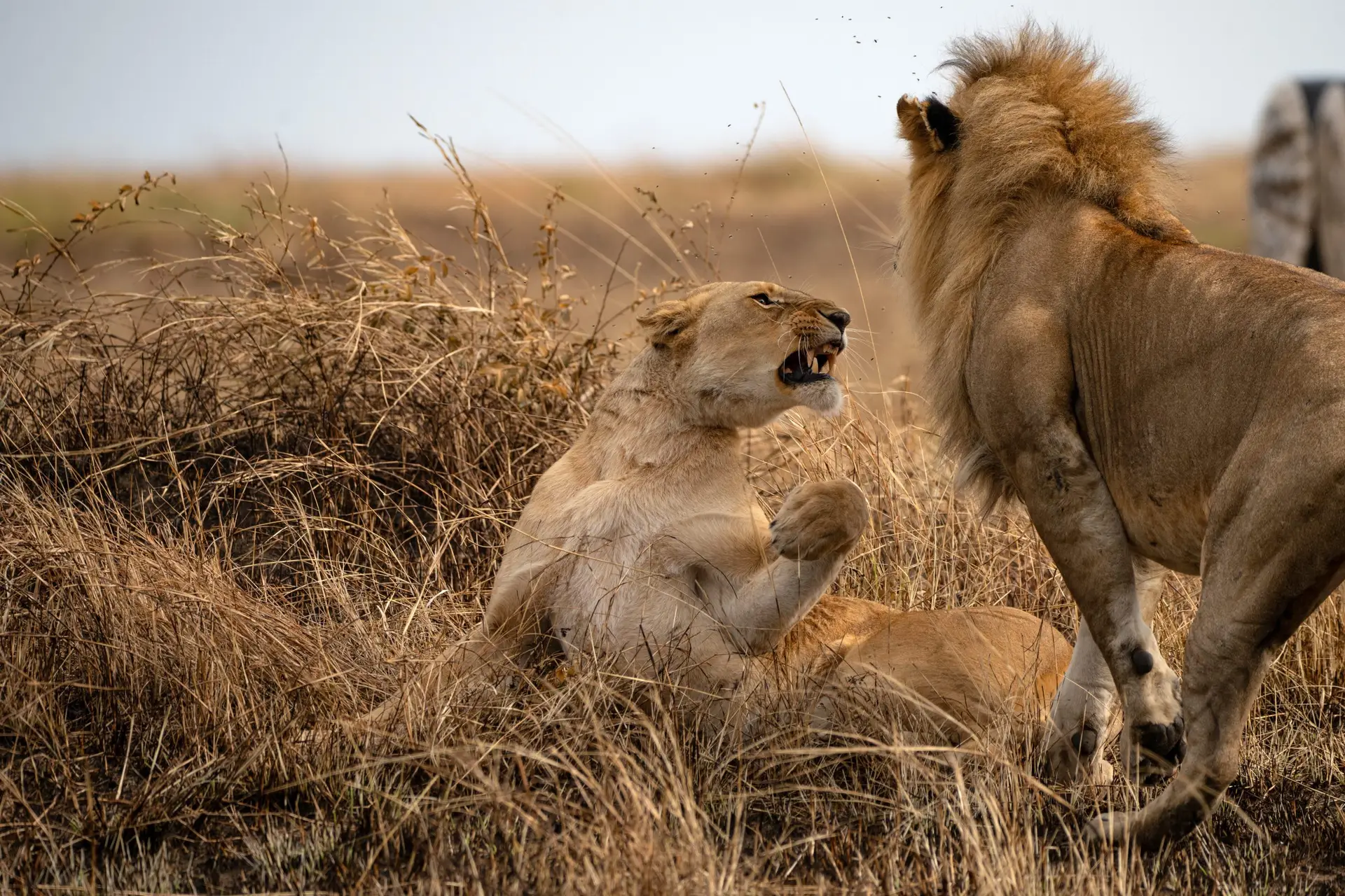 Forest and tree lodge atmosphere
