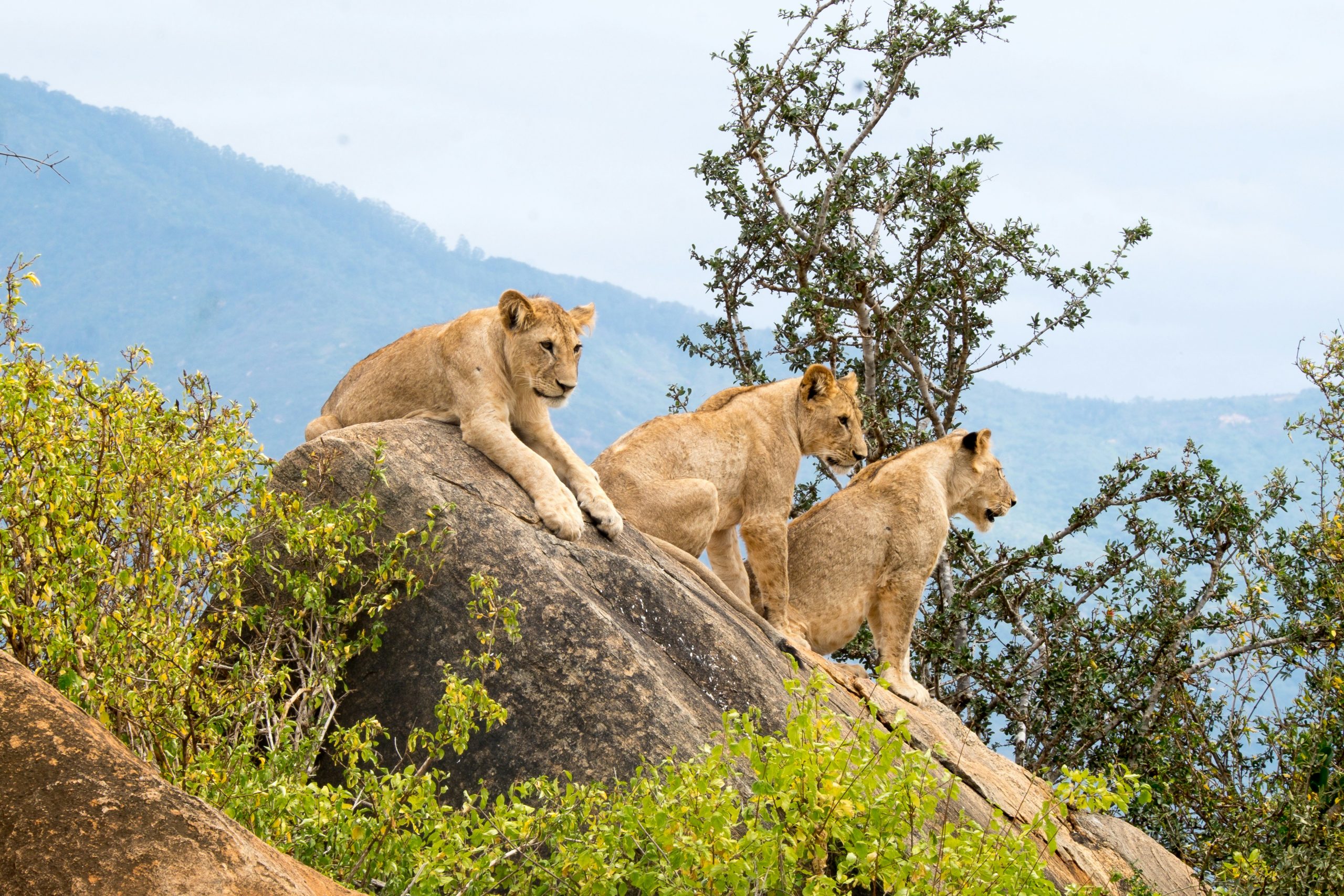 5-Day Amboseli & Tsavo Safari