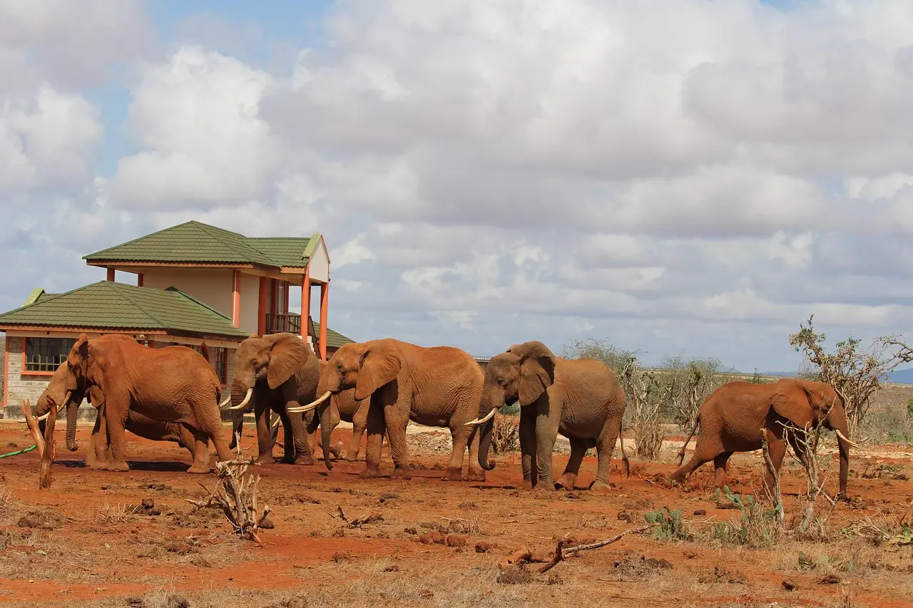 Red elephants of tsavo