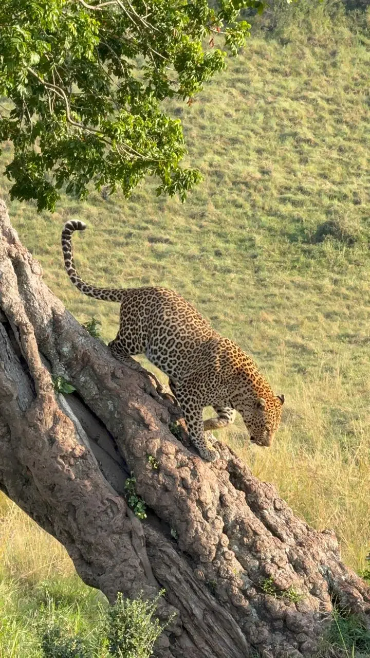 Full day Masai Mara safari