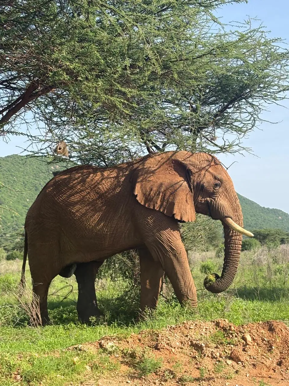 Wildlife viewing in Kenya