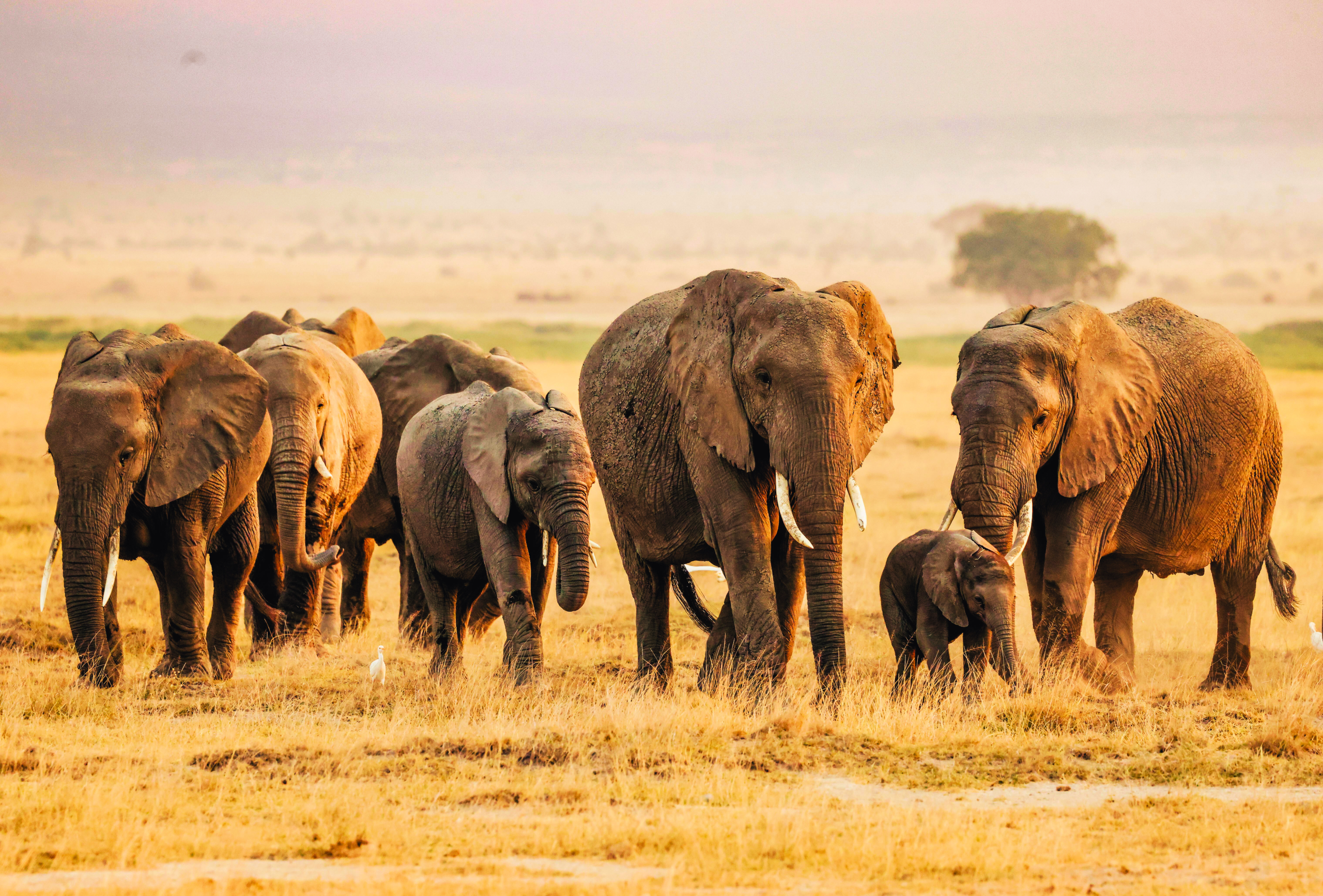 Amboseli & Tsavo Safari