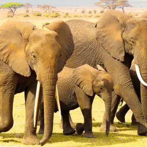 4 Days Amboseli & Naivasha