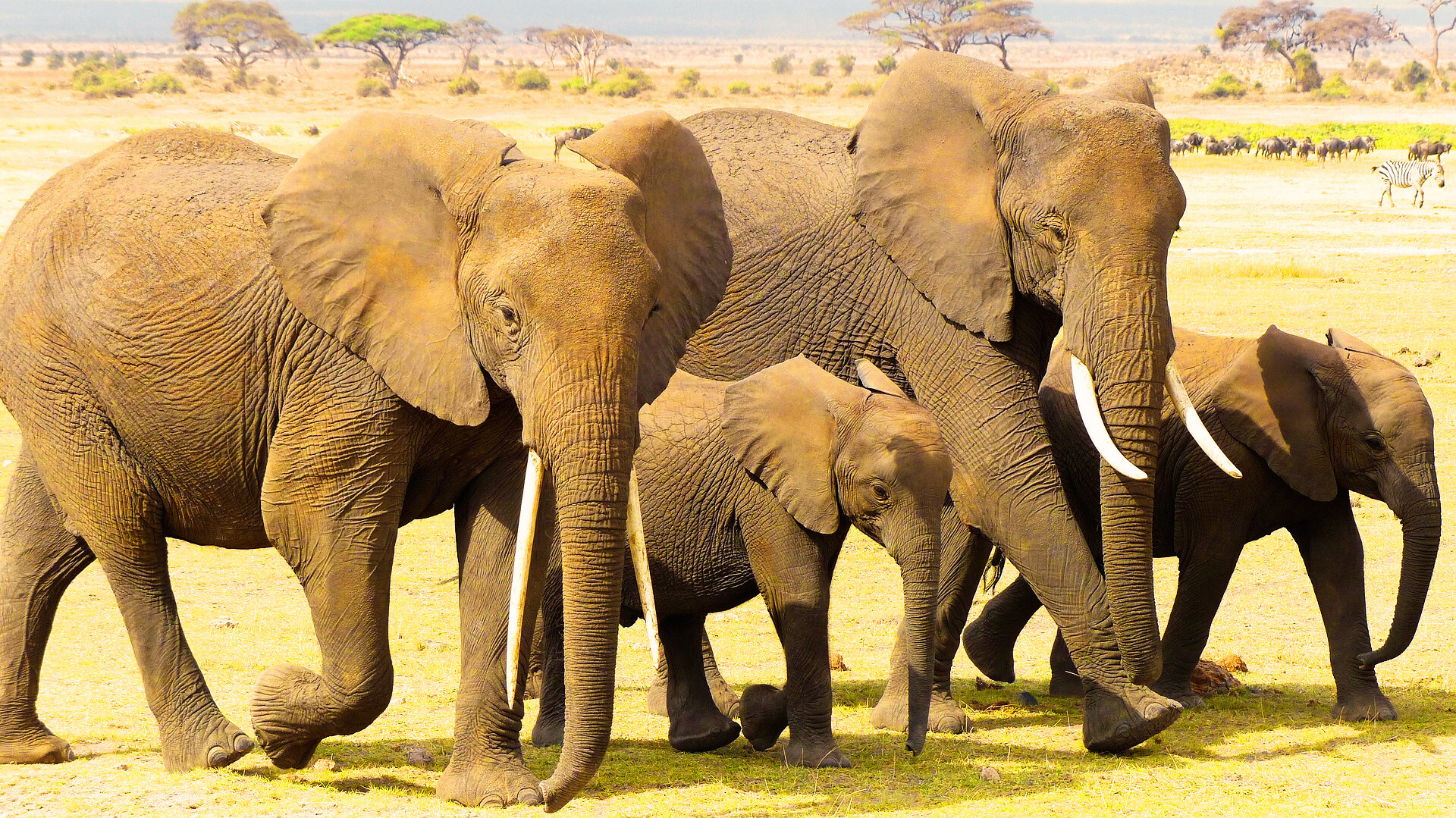 Full day Amboseli elephants and wildlife