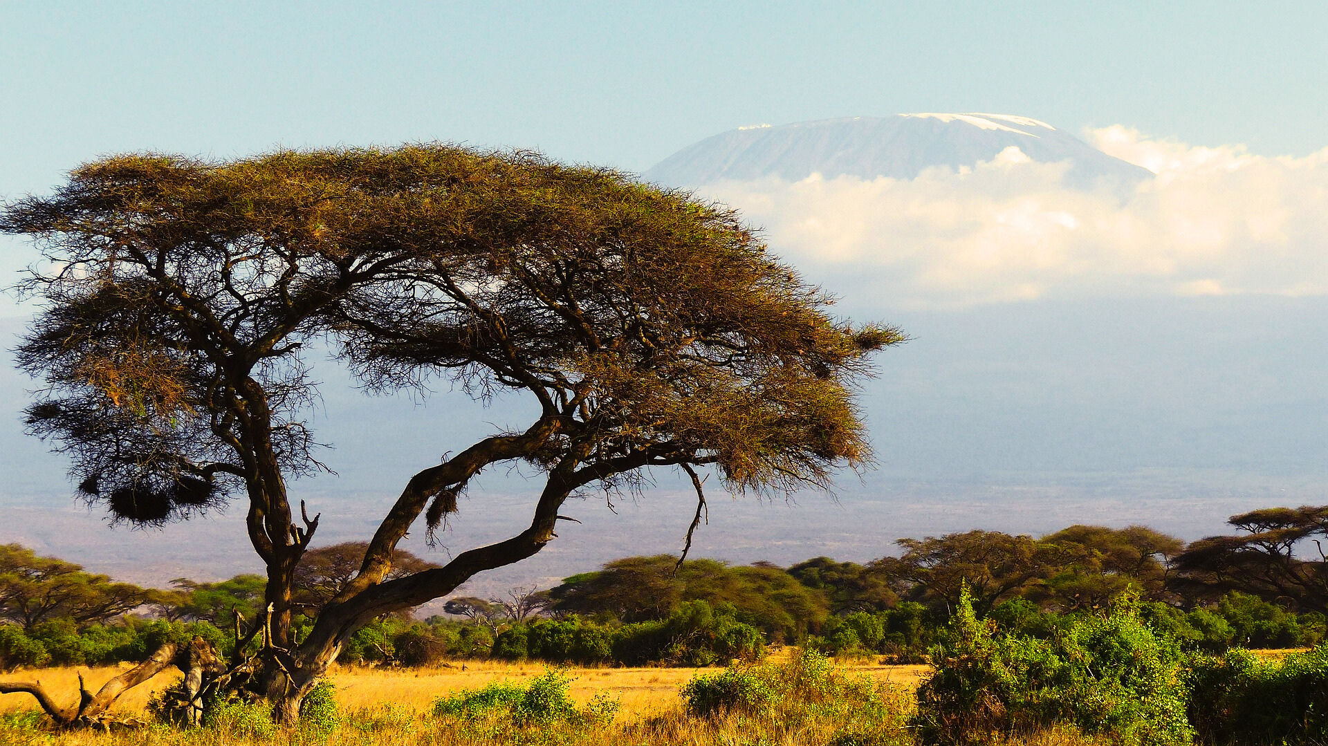 Amboseli elephant herd
