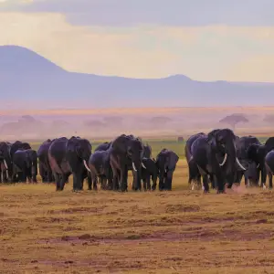 5 days Amboseli & Mara