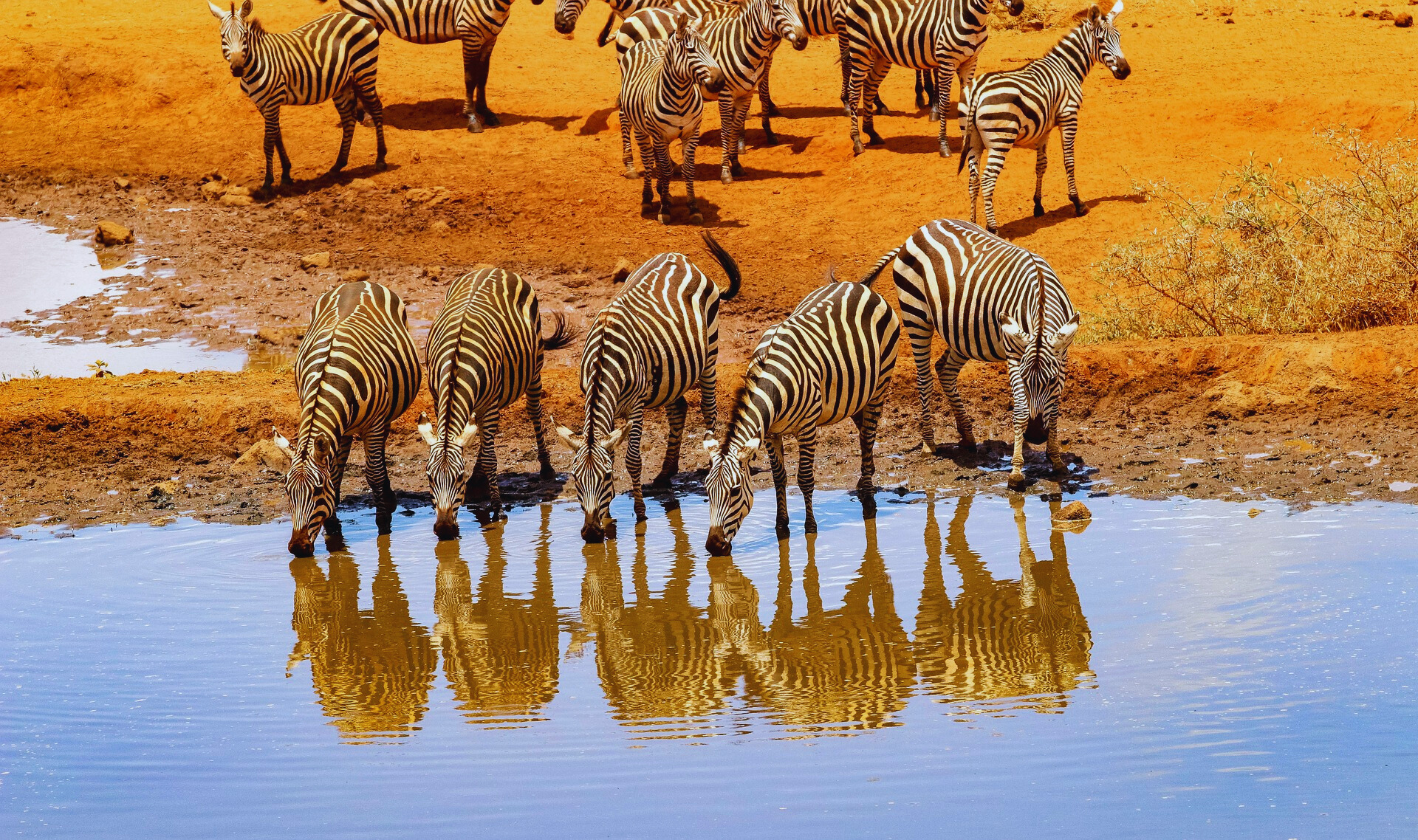 Zebras drinking water in Kenya