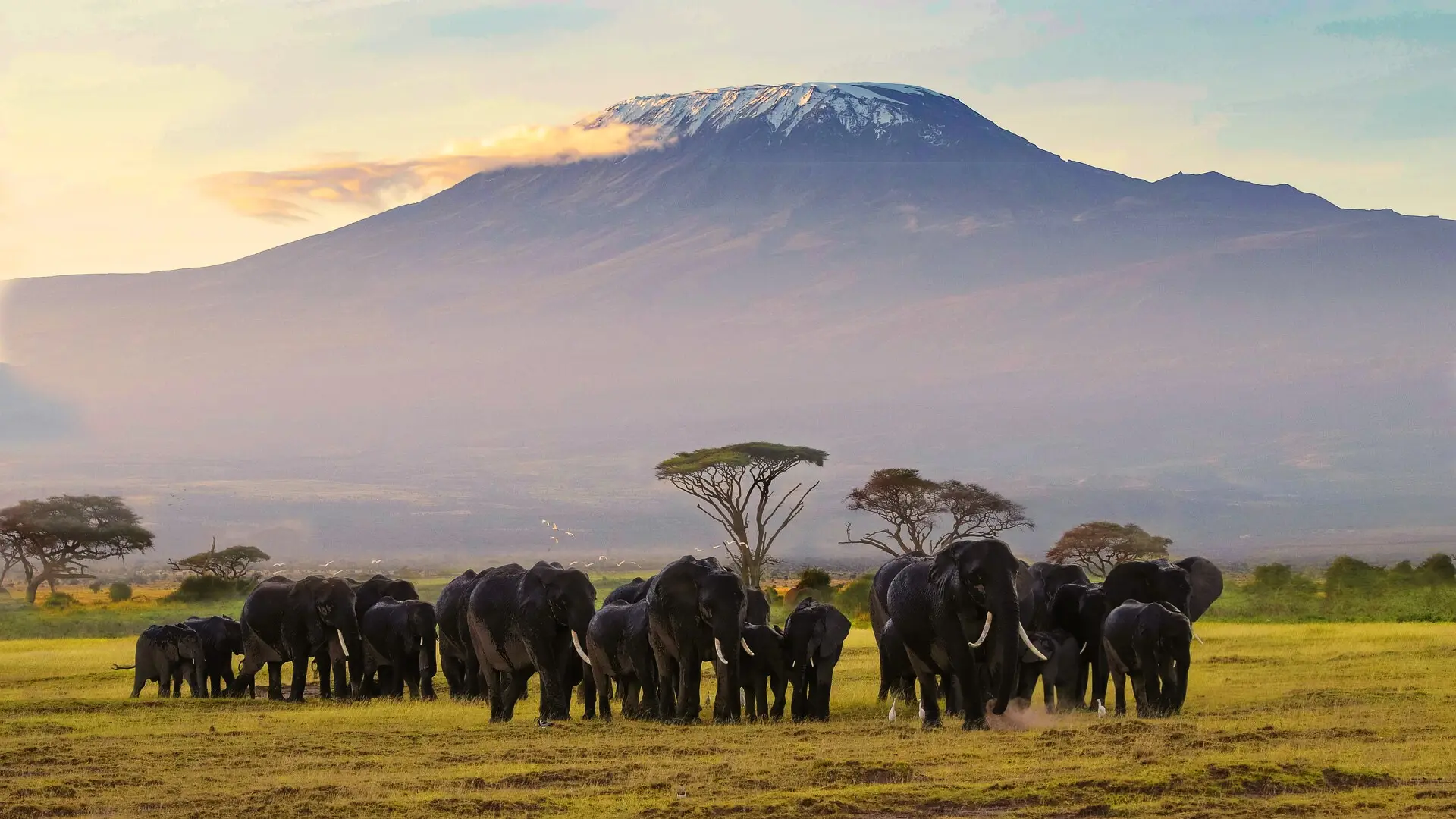 Amboseli elephants with open plains