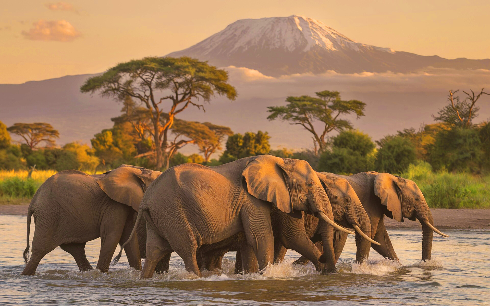Amboseli elephants and Kilimanjaro backdrop