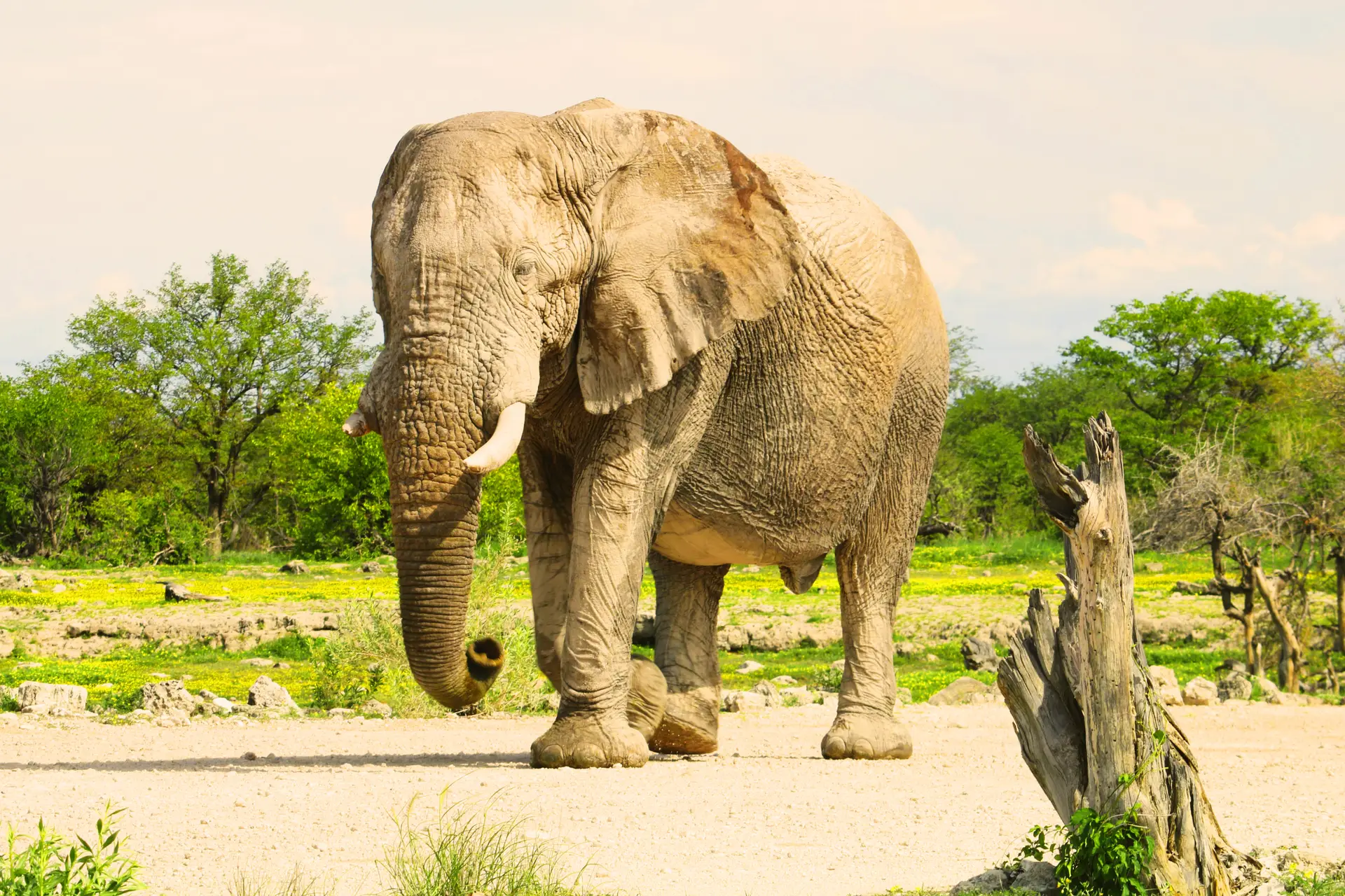 Giraffes and safari plains