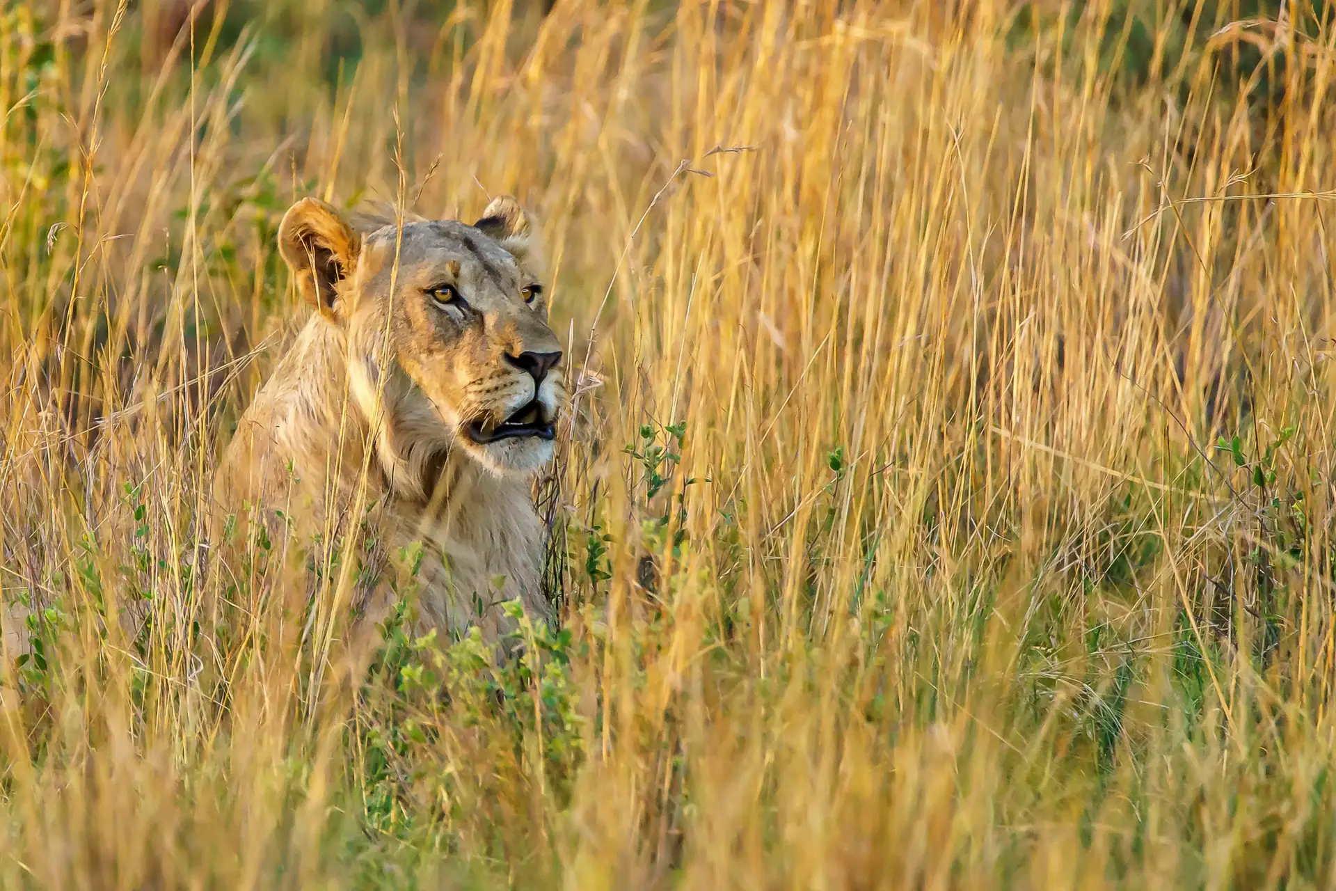 Open safari plains in Kenya