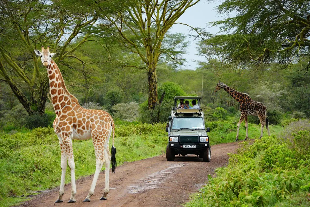 Reticulated giraffe in northern Kenya landscape