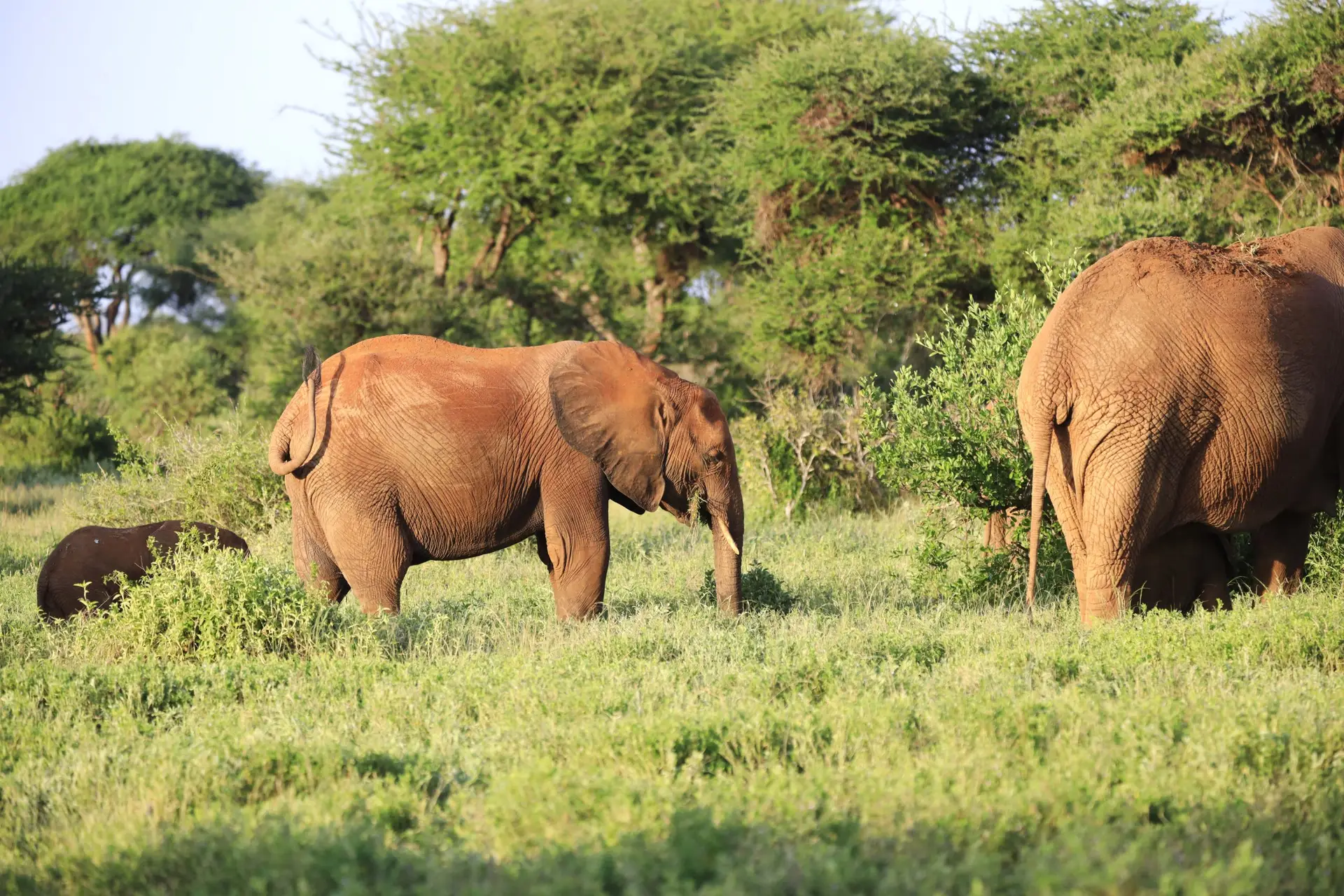 Amboseli or Tsavo wildlife landscape