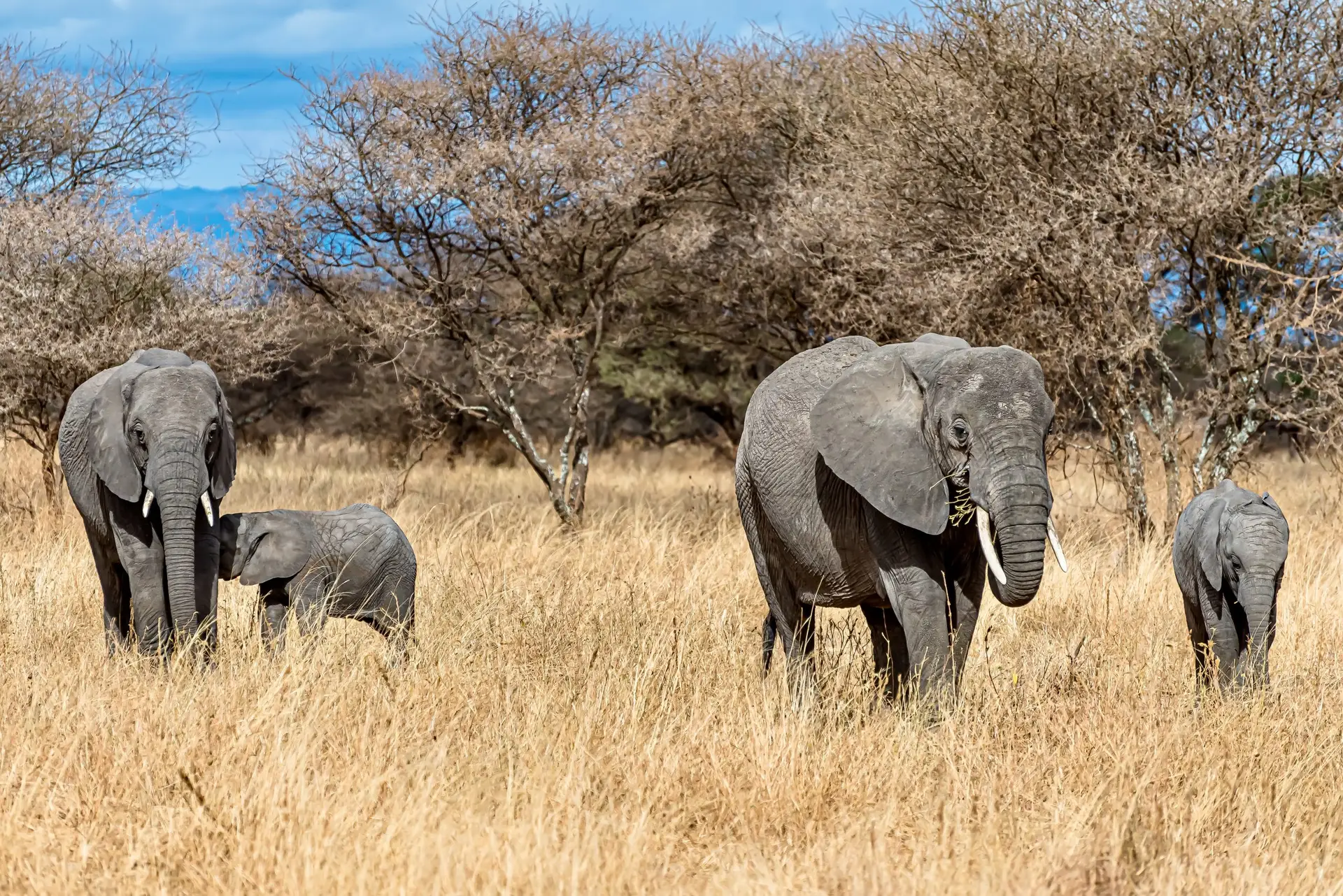 Elephants in Kenya