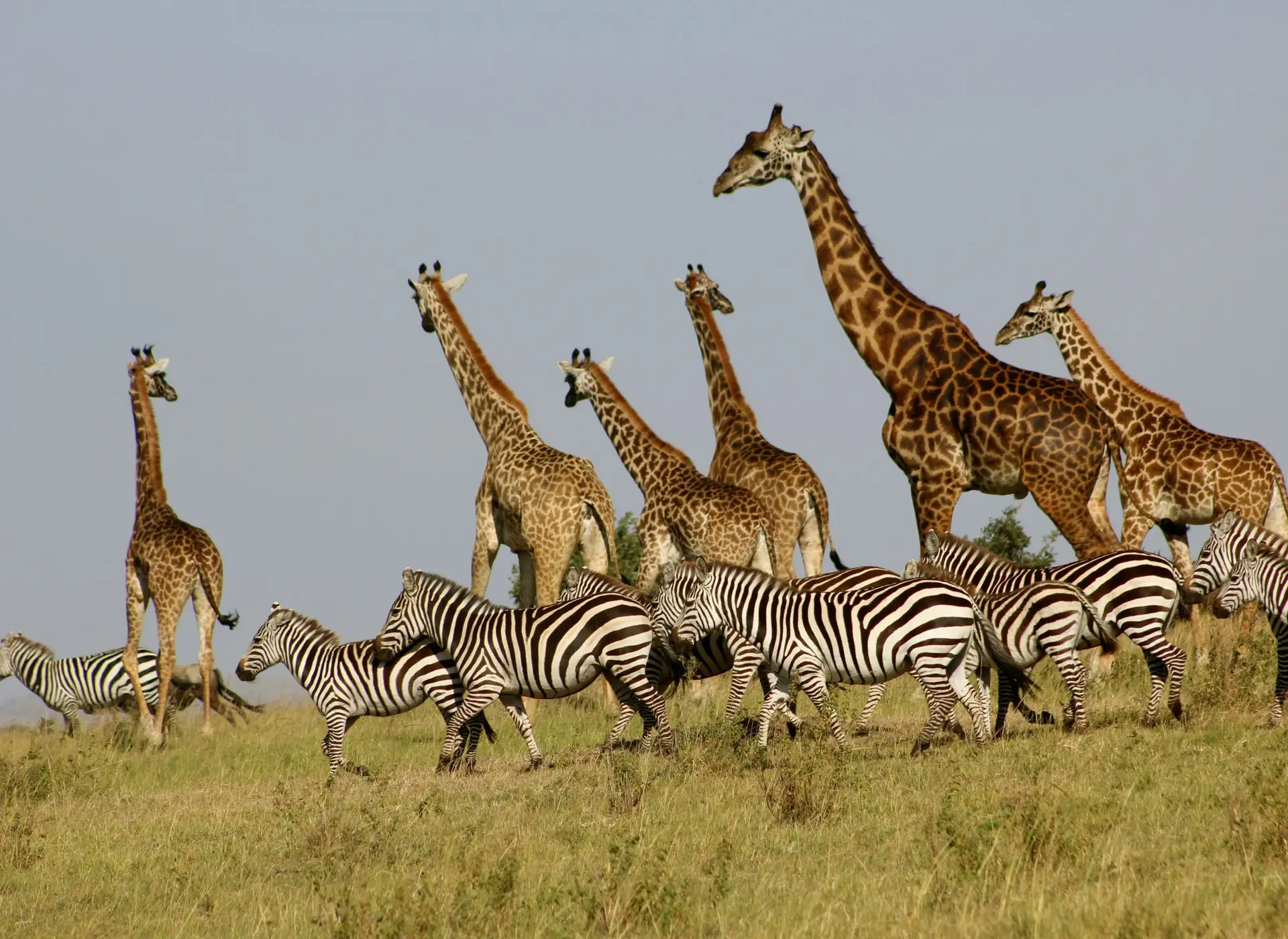 Giraffe in Nairobi National Park