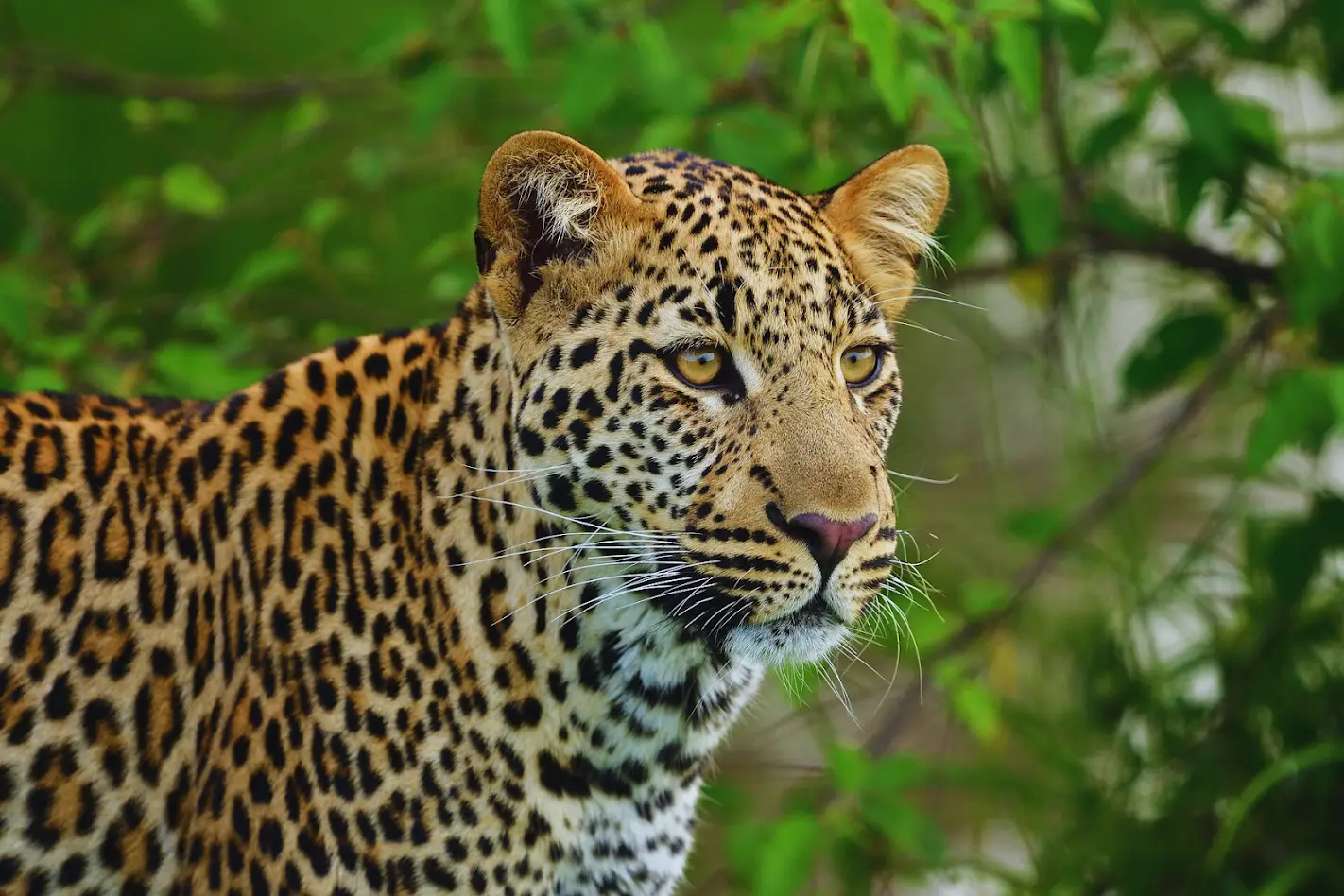 Elephants safari Kenya