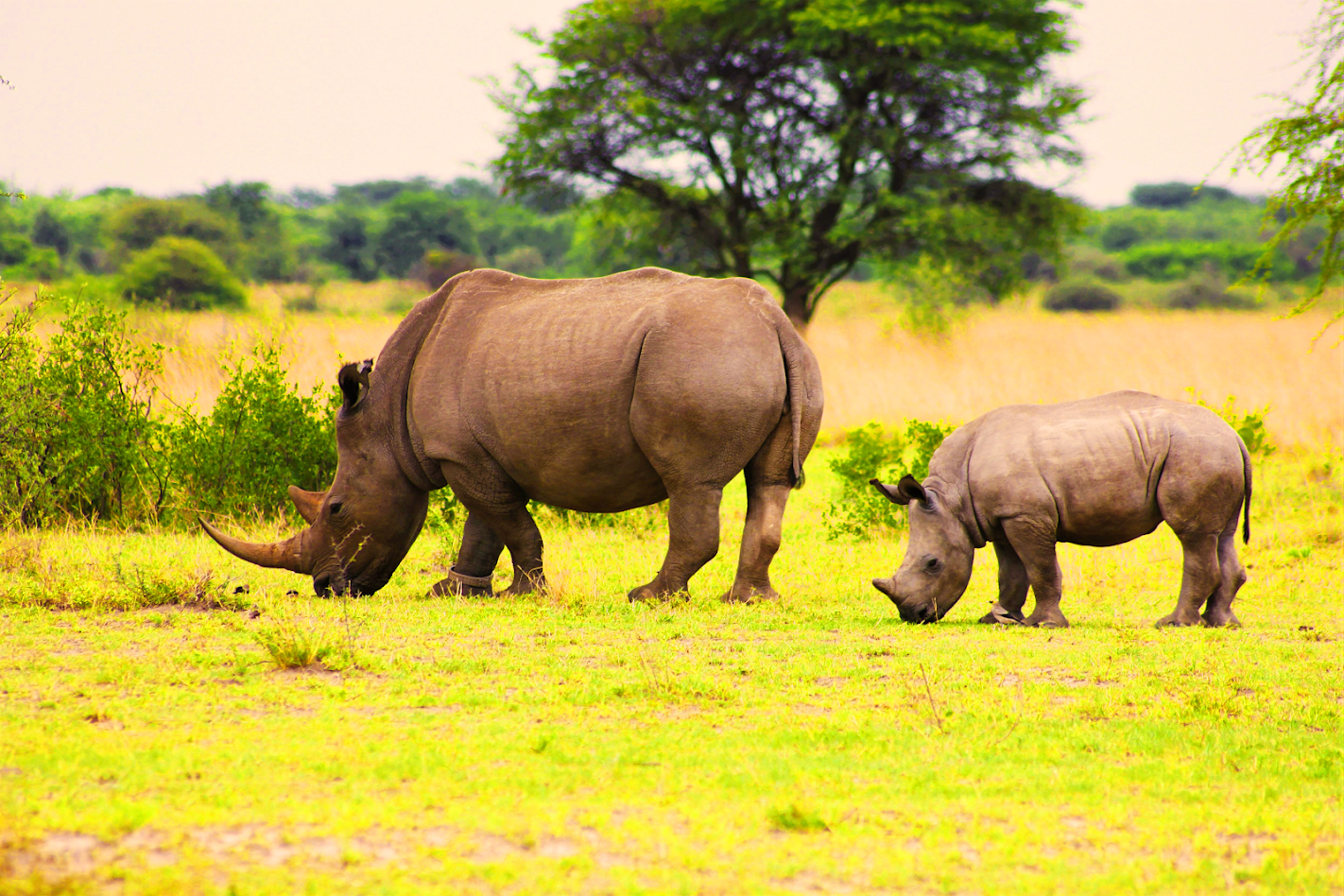 Tsavo West style hills and dramatic safari terrain