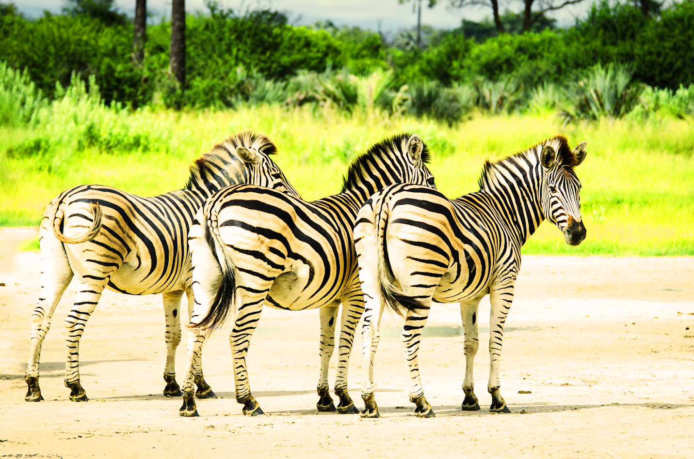 Giraffes and Kenya landscape