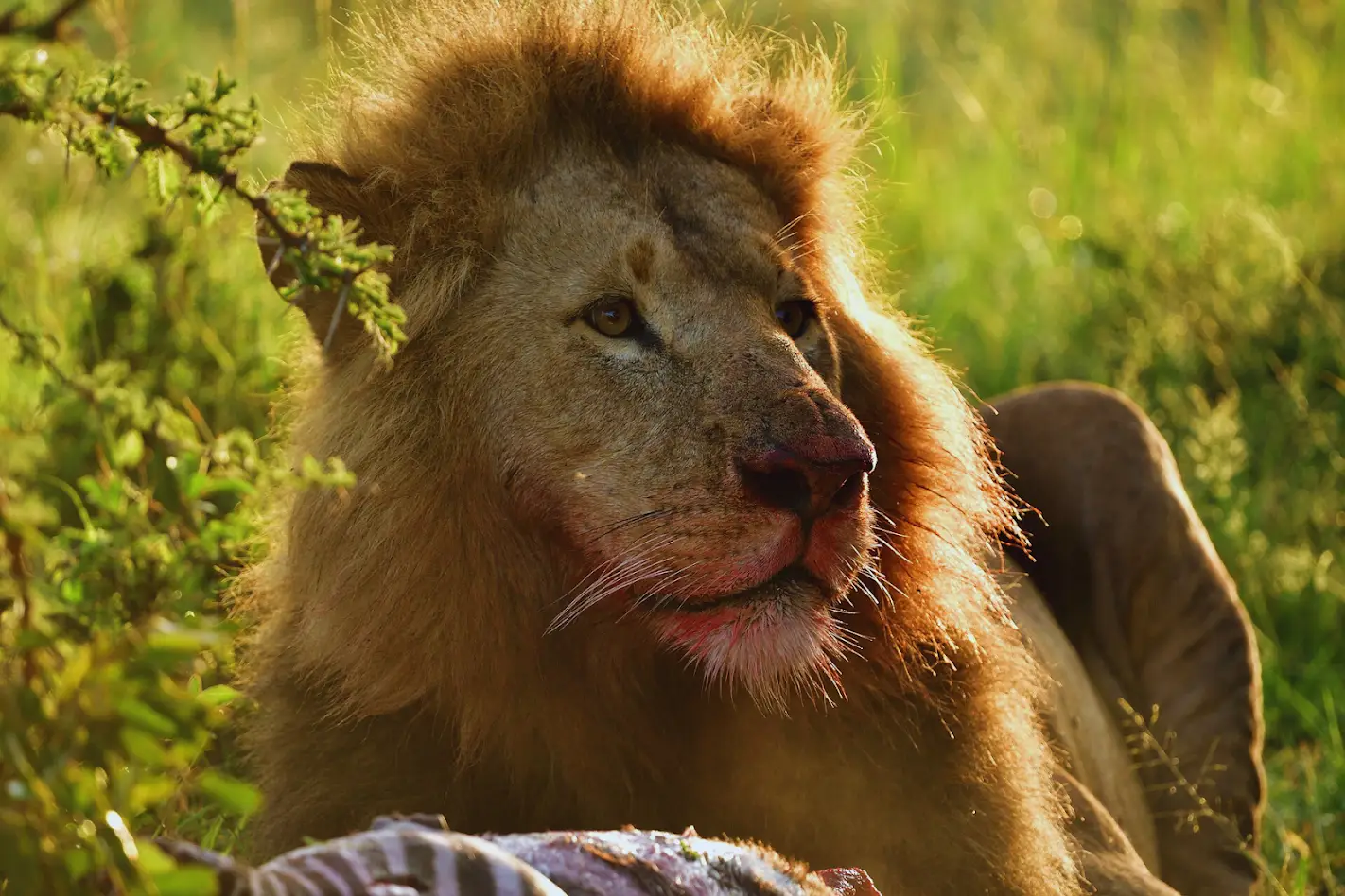 Final Masai Mara game drive