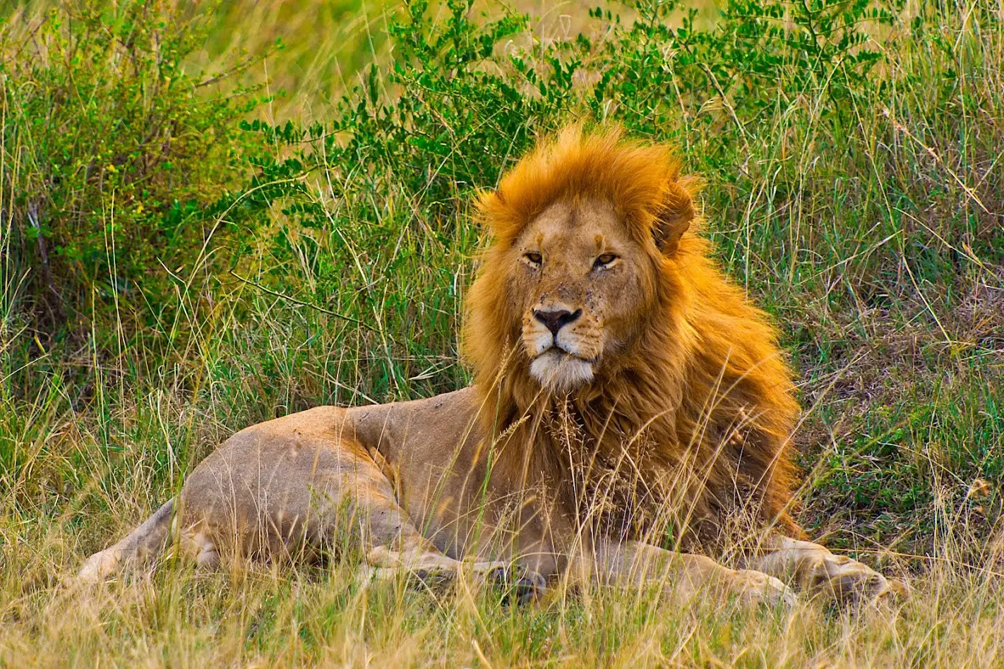 Masai Mara landscape