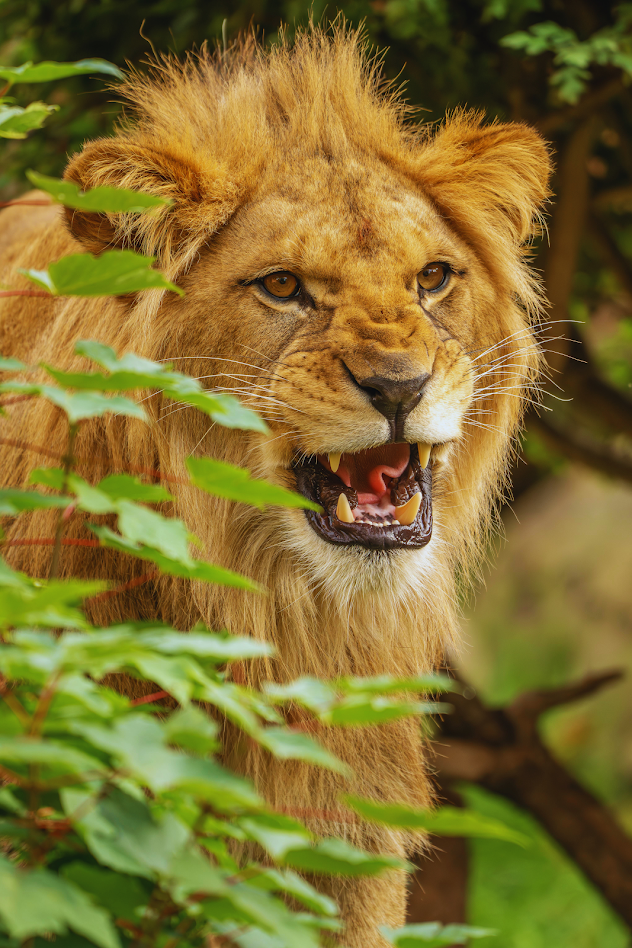Zebra drinking water Amboseli