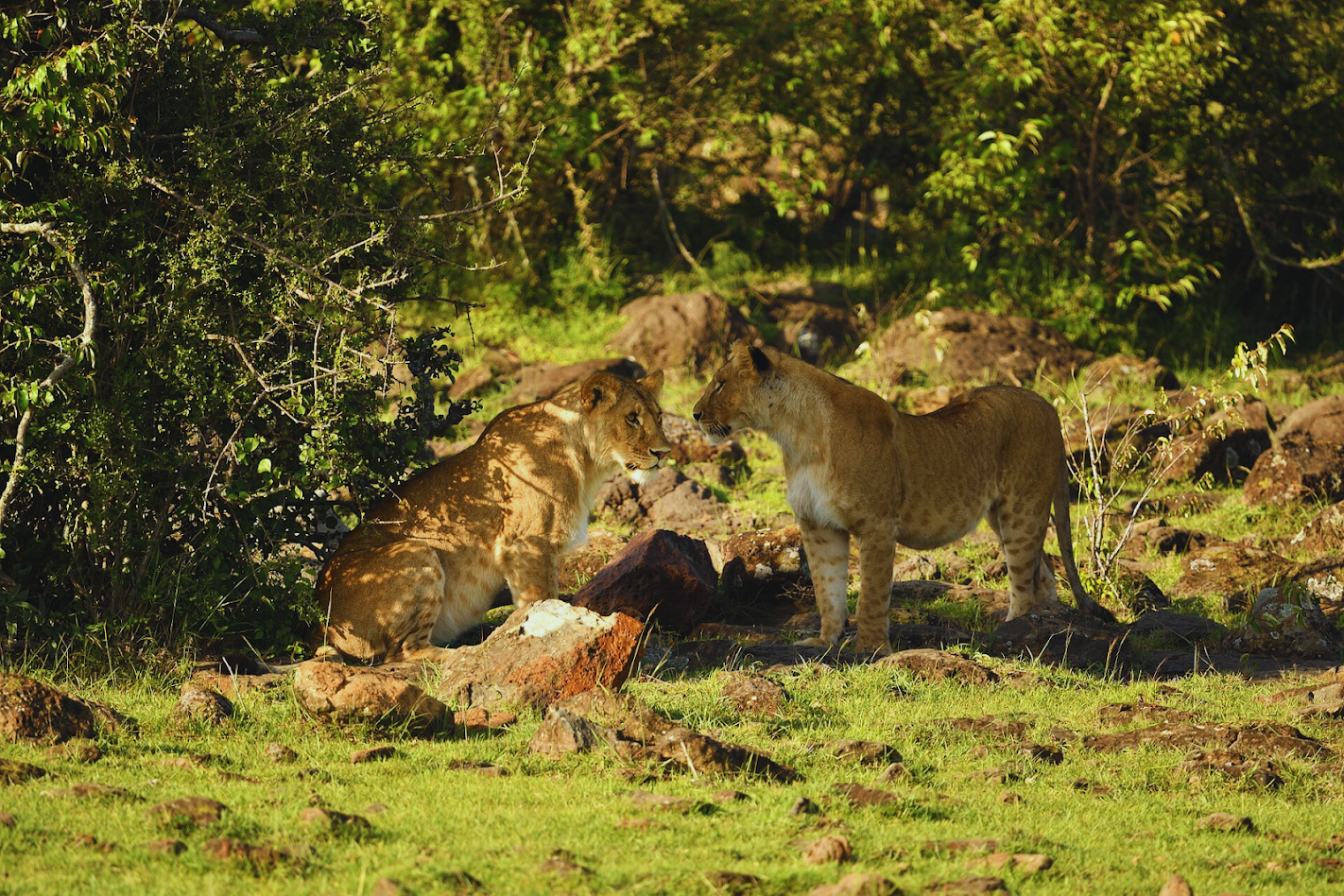 Tsavo East to Amboseli safari