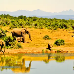 4 days Nakuru & Mara