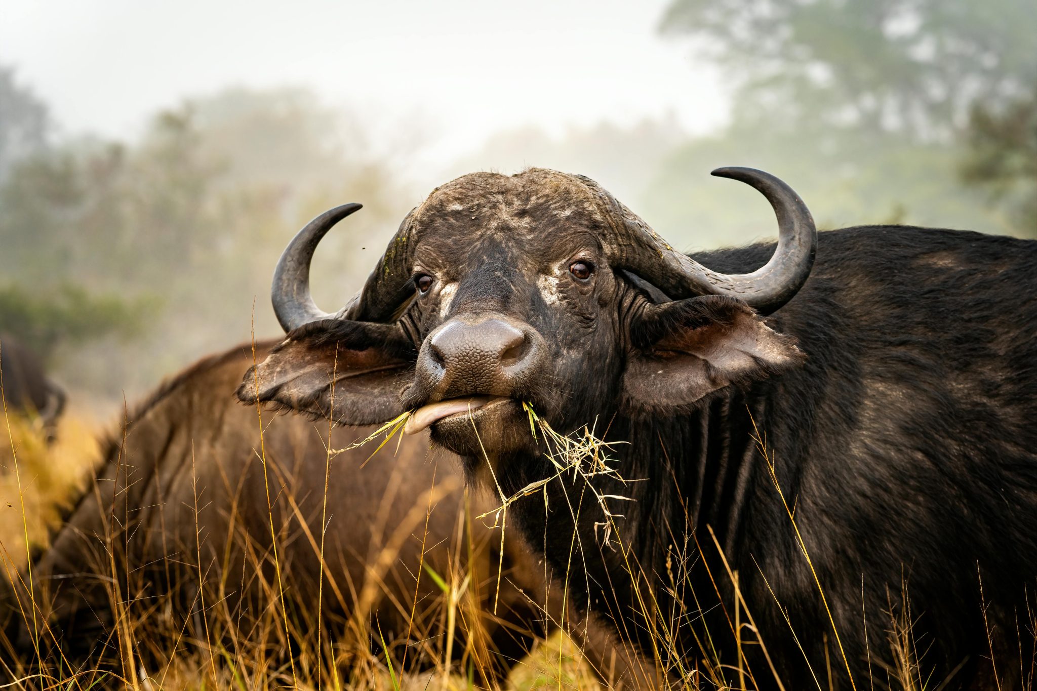 Buffalo at Lake Naivasha