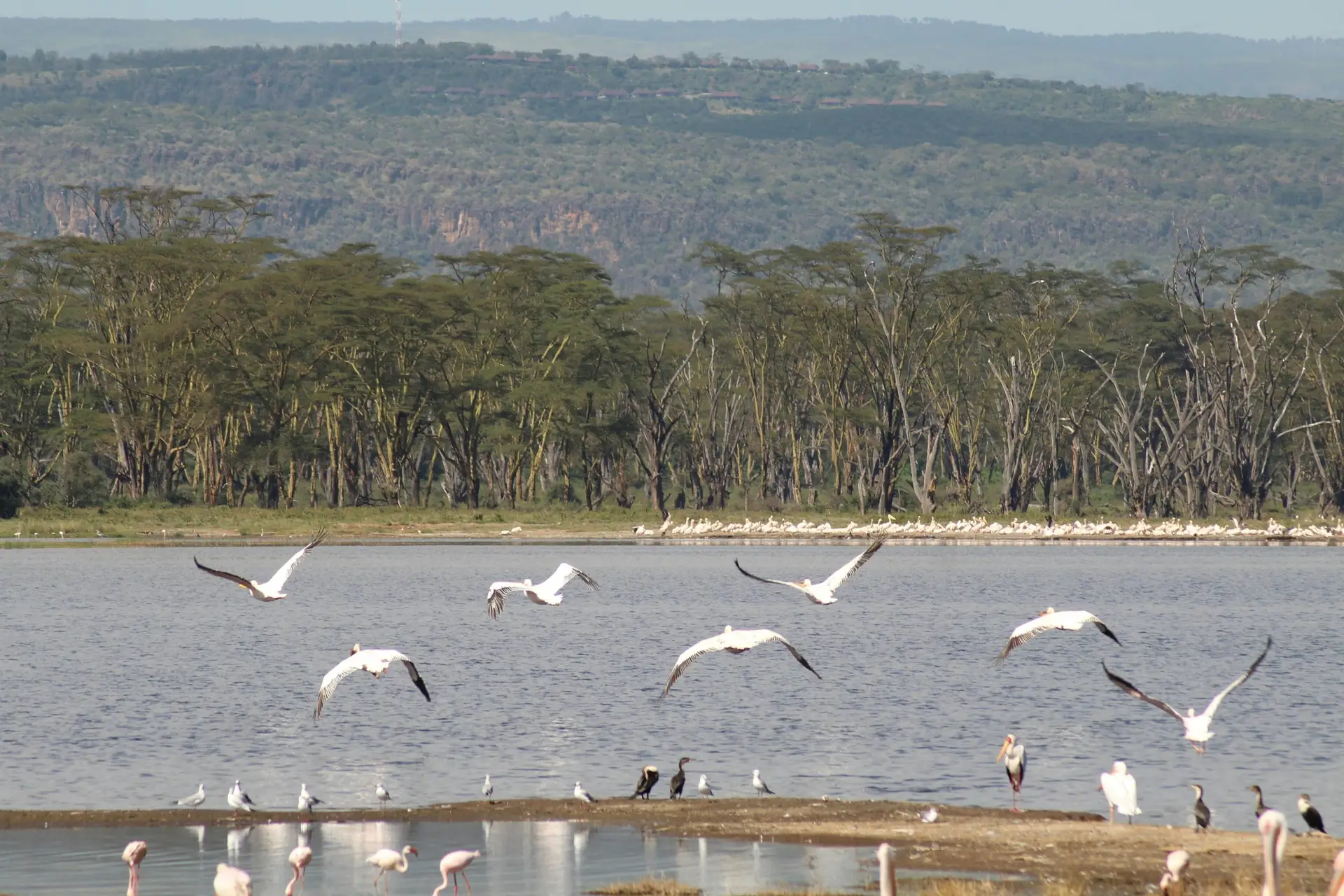 Lake Naivasha safari environment