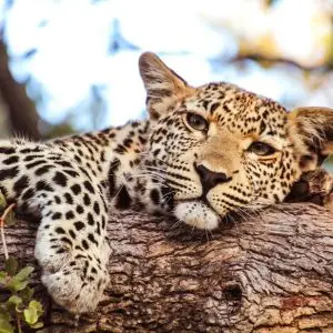 6 Days Samburu, Lake Nakuru & Masai Mara Safari