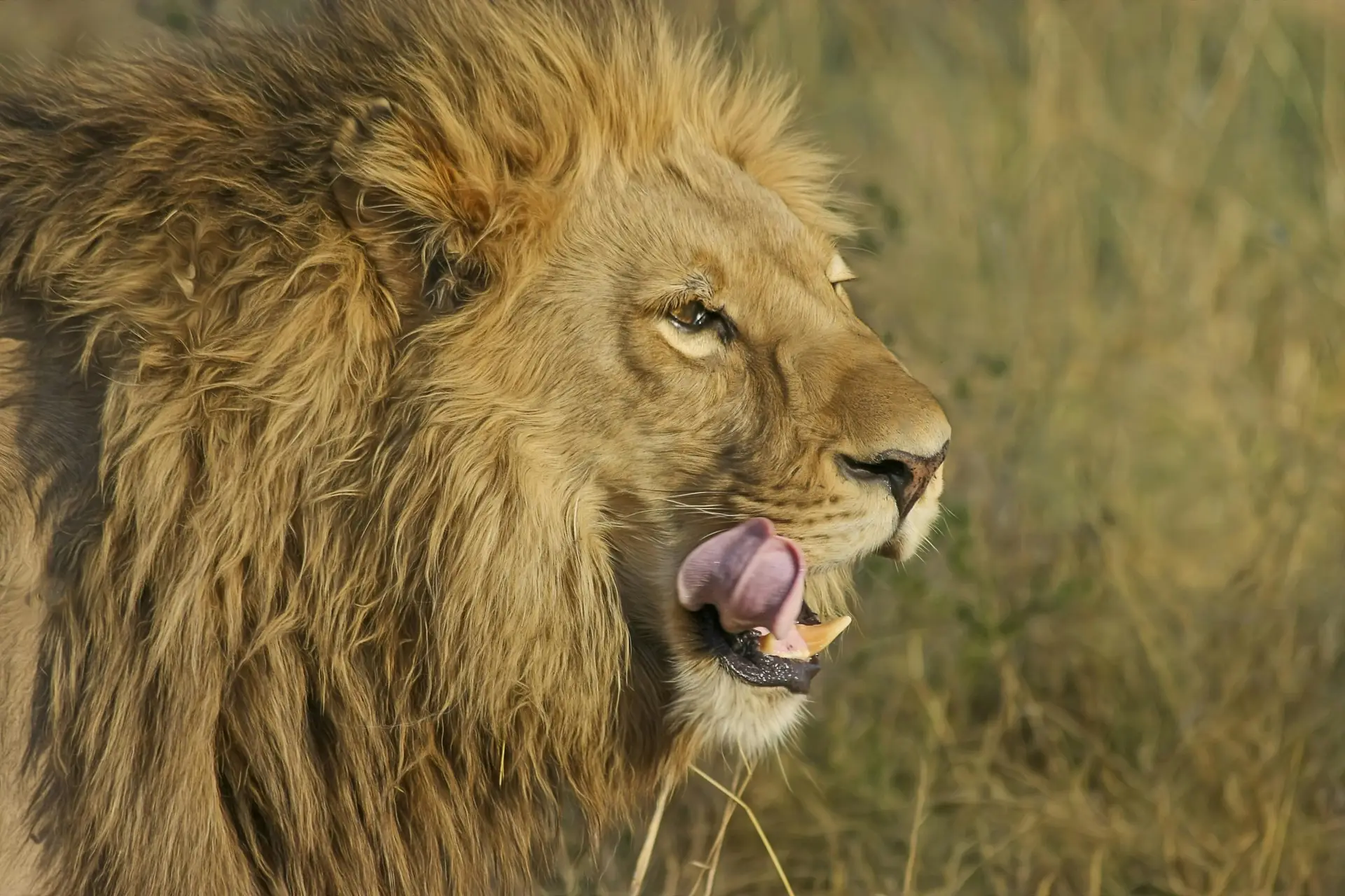 Leopard in Kenya safari