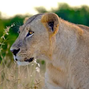 Female lion