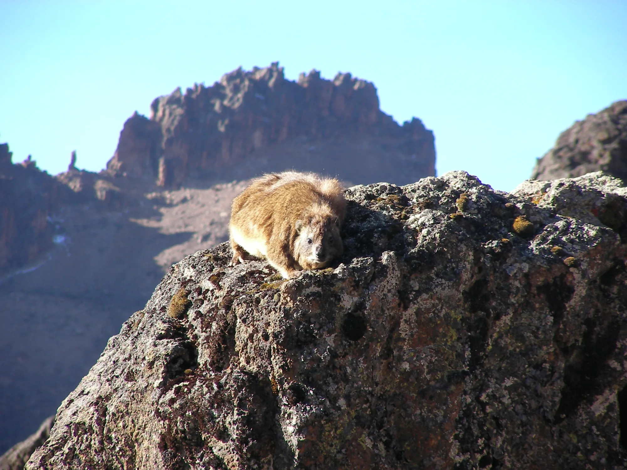 Rock hyrax in Mount Kenya National Park